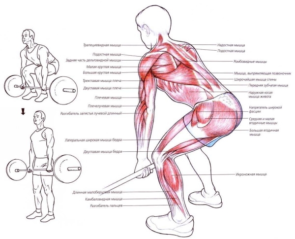 Становая тяга сумо. Техника, какие мышцы работают